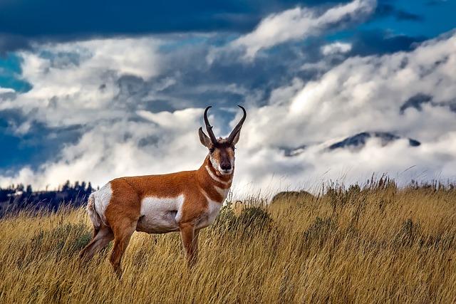 Wyoming Emerges as a Premier Destination for Business Incorporations