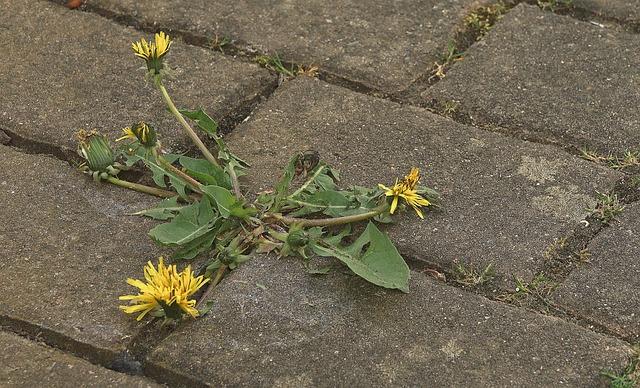 Community Resilience: Grassroots Efforts to Combat Violence