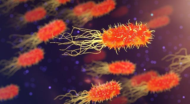 Oropouche virus disease - pan American Health Organization