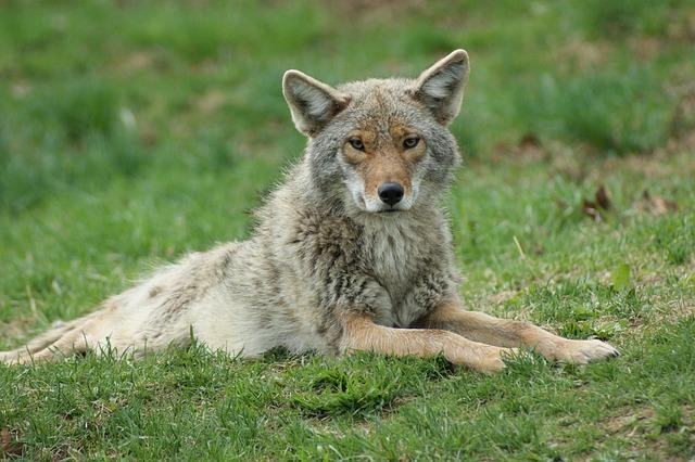 Fan Engagement: Supporting the Coyotes at Trials