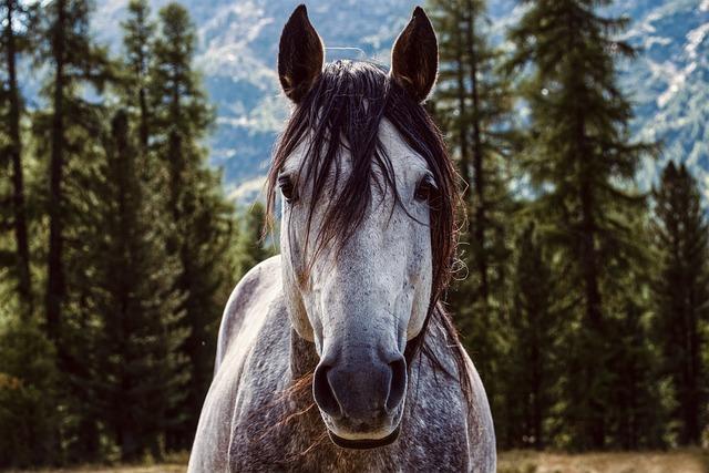 Future Strategies for managing Wild Horse Populations Amidst Wildfires