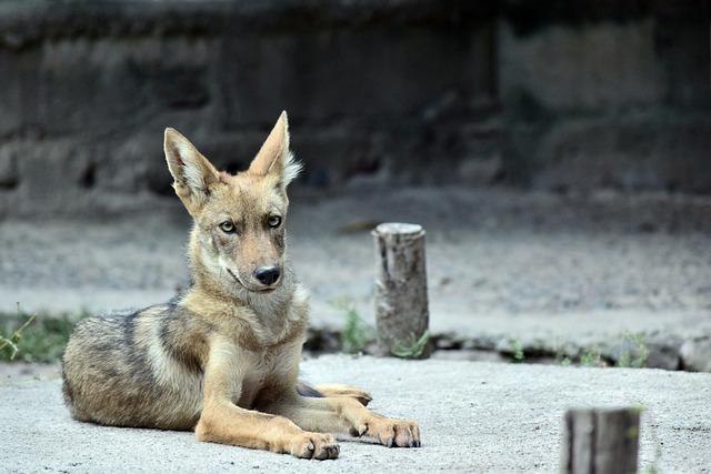 Balancing Human Interests with Coyote Population Health