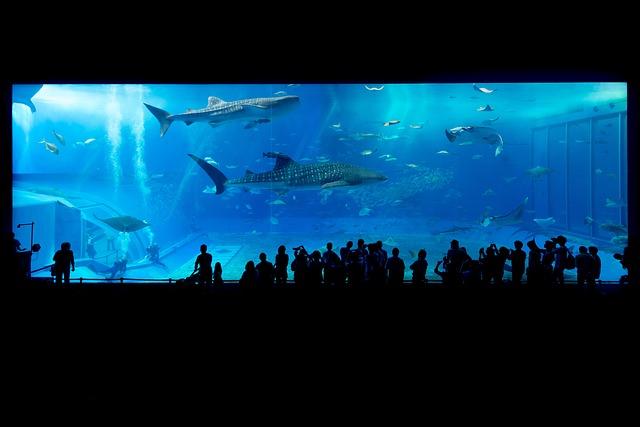 Understanding Shark behavior: Insights from Marine Biologists