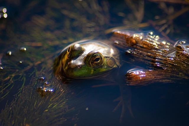 strategic Projects Targeting Restoration⁣ and ​Protection of Wetlands