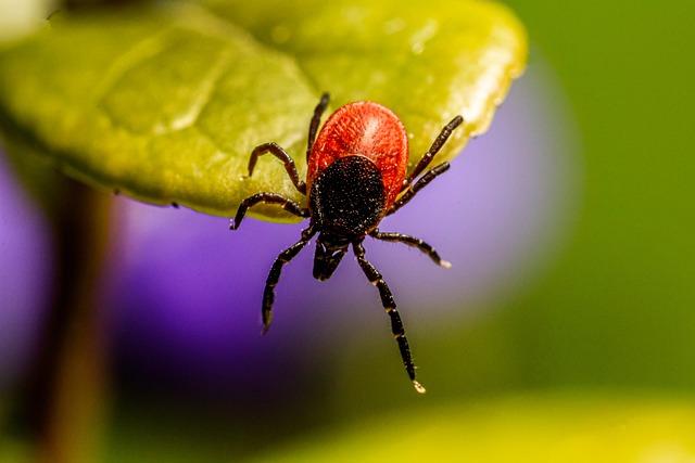 Future Directions: ⁤Recommendations for Monitoring and Preventing Tick-Borne‌ Diseases