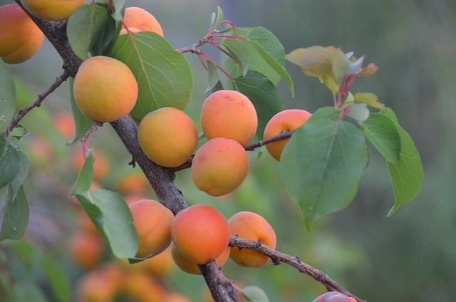 Sustainable Practices in Agriculture: ⁢Lessons⁣ from⁣ the ⁣Southern Cone