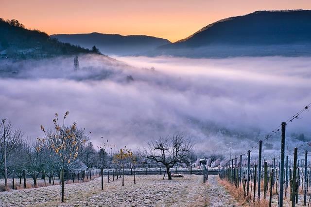 Top Vineyards to Visit: A Traveler's Guide to Bolivia’s Wine Country