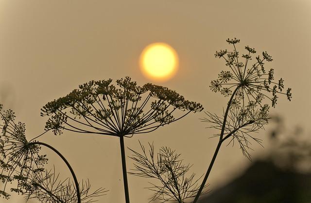 rescue Efforts: How Communities are Responding to Wildfires