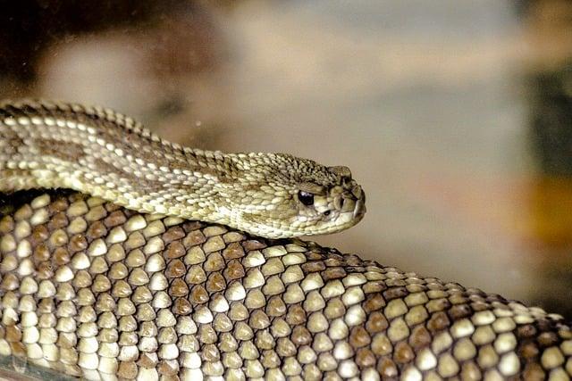 Safety Guidelines for Coexisting with Rattlesnakes in Urban and Rural Areas