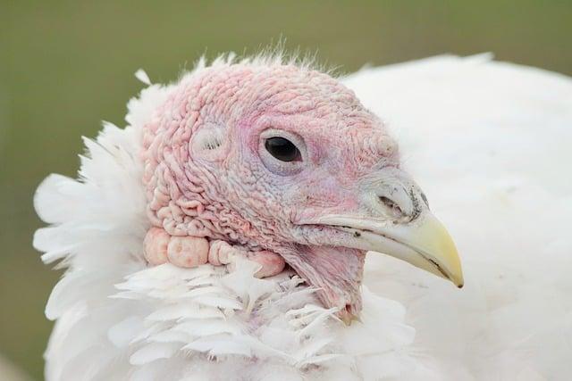 Measures to Prevent Human Infection and Protect Poultry