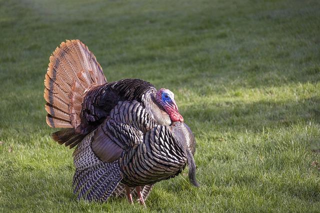The Impact of Airdropped Turkeys on Food Security in Isolated Areas