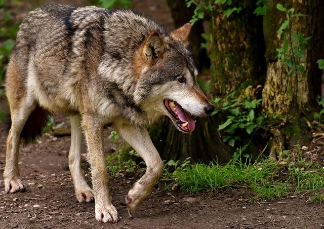 Wyoming's Legislative Shift on Wolf Management and Vehicle Collisions