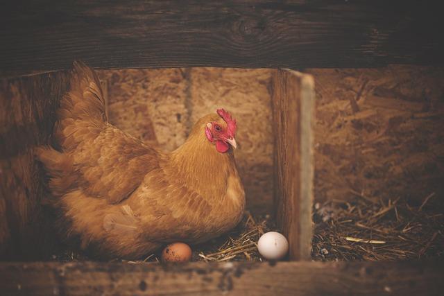 The Urgent Need for Protecting the Mountain Chicken Habitat