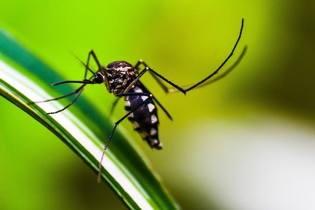 Epidemiological‍ Factors Contributing to Dengue Spread⁢ in Urban ‌Areas