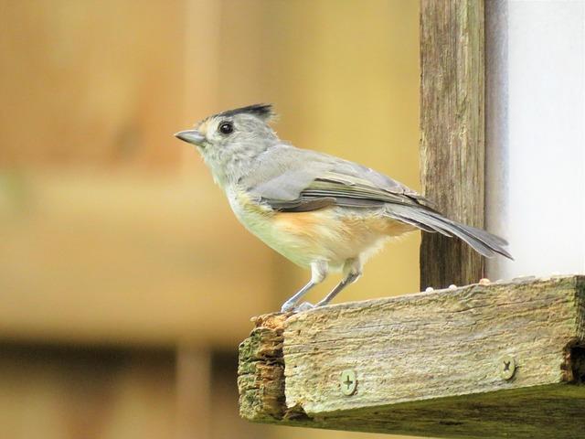 Lessons from Dixville Notch: What Candidates Can Learn from the vote