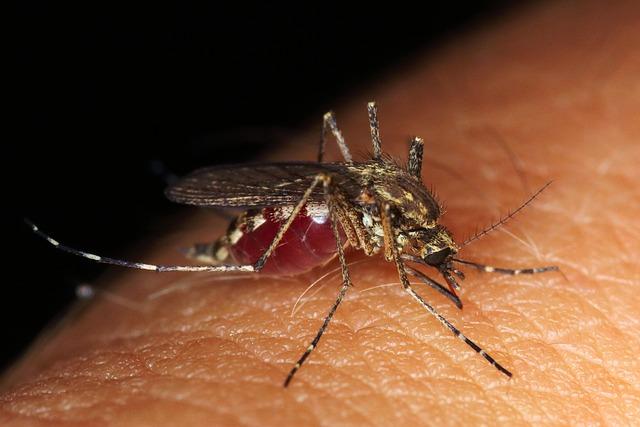 Preventive Measures: How Residents can Protect Themselves from Mosquito Bites