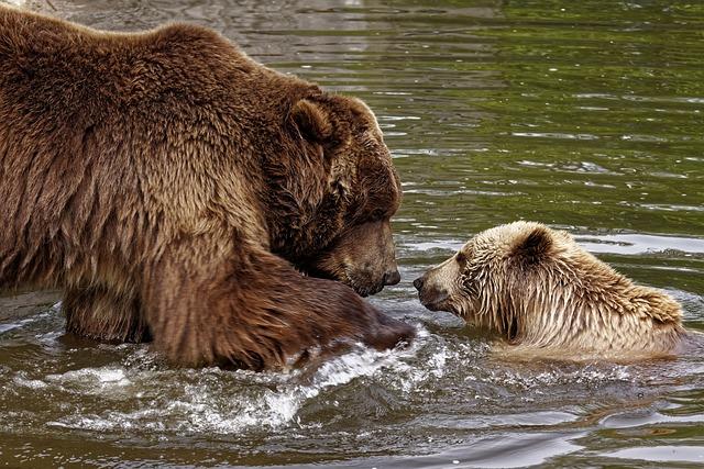 Wildlife Encounters: What to Know About Costa Rica's Biodiversity