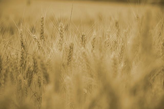 Future Prospects: Ensuring Safe farming and Sustainable Development in the Region