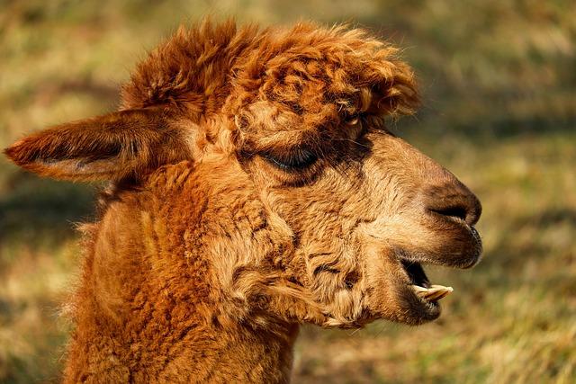 Essential‍ Health⁣ Precautions for Travelers in ‍Peru