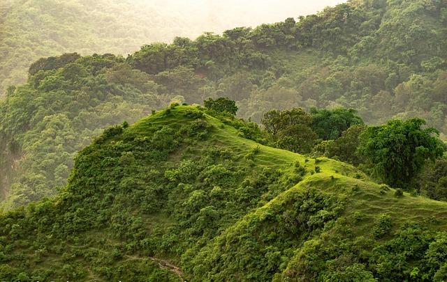 Understanding the Genetic Relationship Between Camp Hill Virus and Nipah Virus