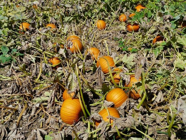 Background of Pumpkin Cultivation in the United‌ States