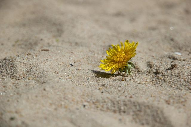 Integrating Climate Resilience into Restoration Strategies