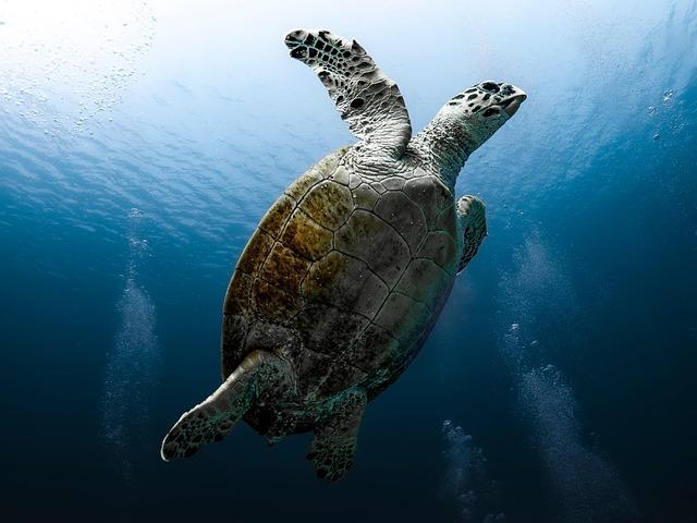 Path Forward: recommendations for sustainable Management and Protection of Sea Turtles