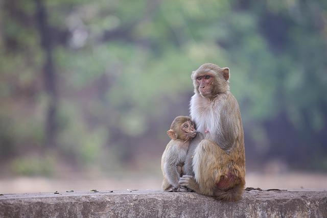 The Ethical Considerations of Primate Research and Escape Consequences