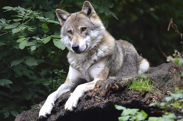 Impact of Vehicle-Related Wolf Killings on Population Dynamics