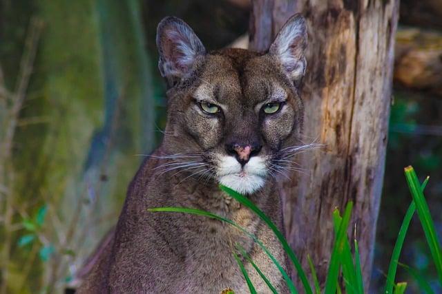 The Role of Ranching Practices in Puma Conservation