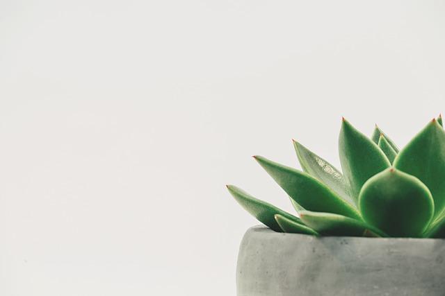 The Importance⁢ of Green⁤ Spaces in Urban Happiness