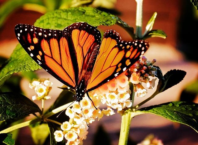 The Journey Across Oceans: Challenges Faced by Migrating Butterflies
