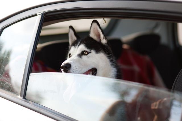 Preparing Your Pet for‌ Domestic⁢ and International Travel