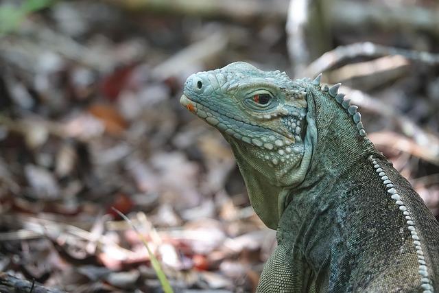 cultural Differences: Understanding the Cayman Islands' Judicial Procedures