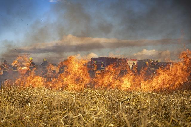 Innovative Solutions for Preventing Future Wildfires