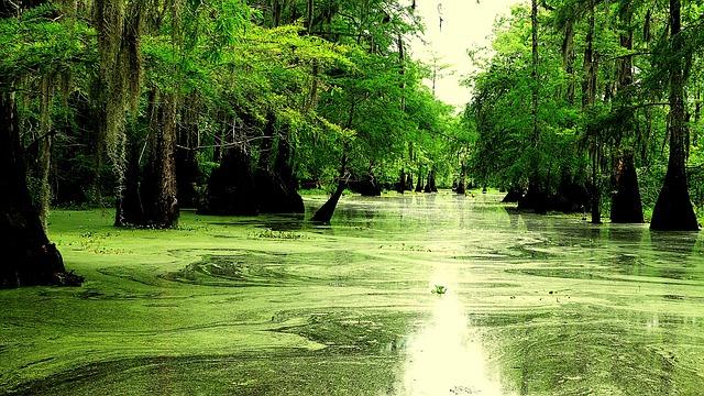 Violence in Louisiana: Understanding the causes and Consequences