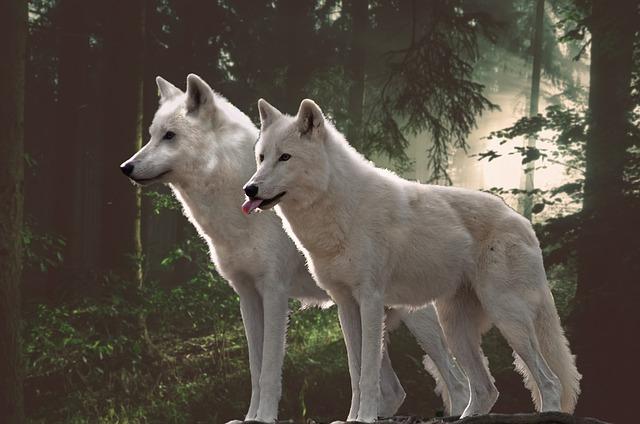 Controversy Surrounds the Ethics of Killing Wolves with Vehicles