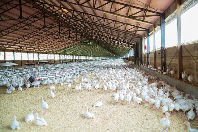 Implications for Local poultry Industry and Agriculture
