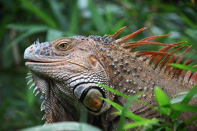 Costa Rica's Role as a regional hub for Service Industries