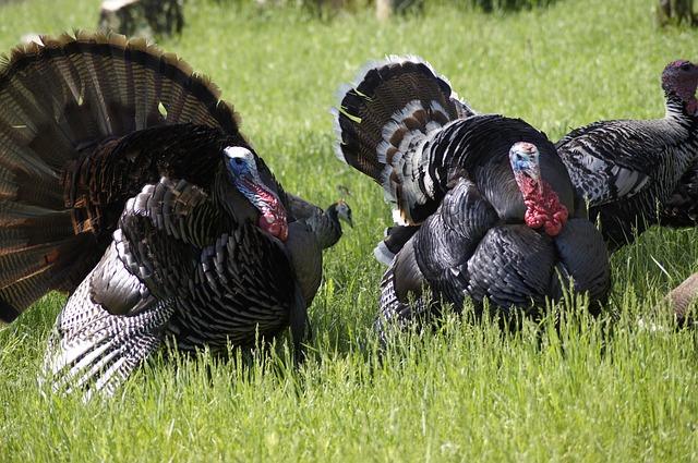 Thanksgiving turkeys airdropped to remote Alaska homes - BBC.com