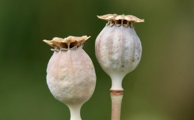 Impact⁤ on Farmers: The Economic Fallout from ​the Decline⁣ of⁣ Opium ⁢Cultivation