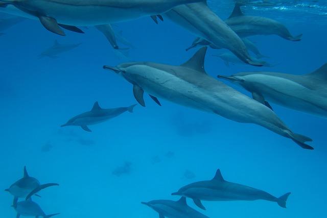 Significance of US Dolphins for Australian Submariners