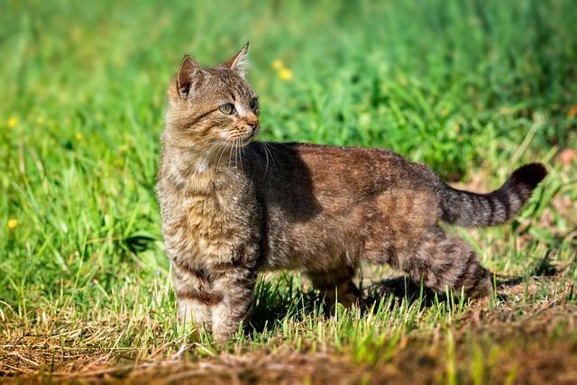 Understanding Puma Adaptation in Fragmented Habitats