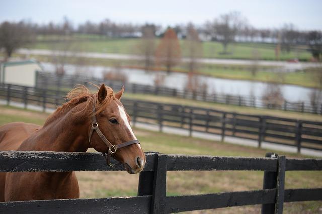 Looking ahead: The Future of Kentucky Bourbon in a Tariff-Laden Market