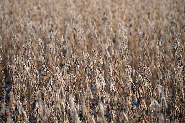 Future Outlook for U.S. Soy Exports and River Health