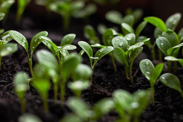 Sustainability and Local Partnerships: ensuring a Responsible Culinary Experience