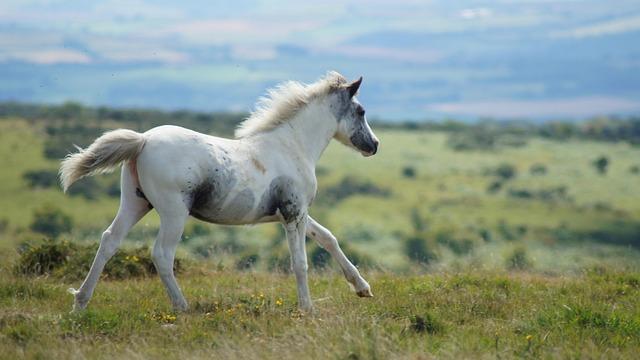 Wild horses seen escaping wildfires in Nevada - BBC.com