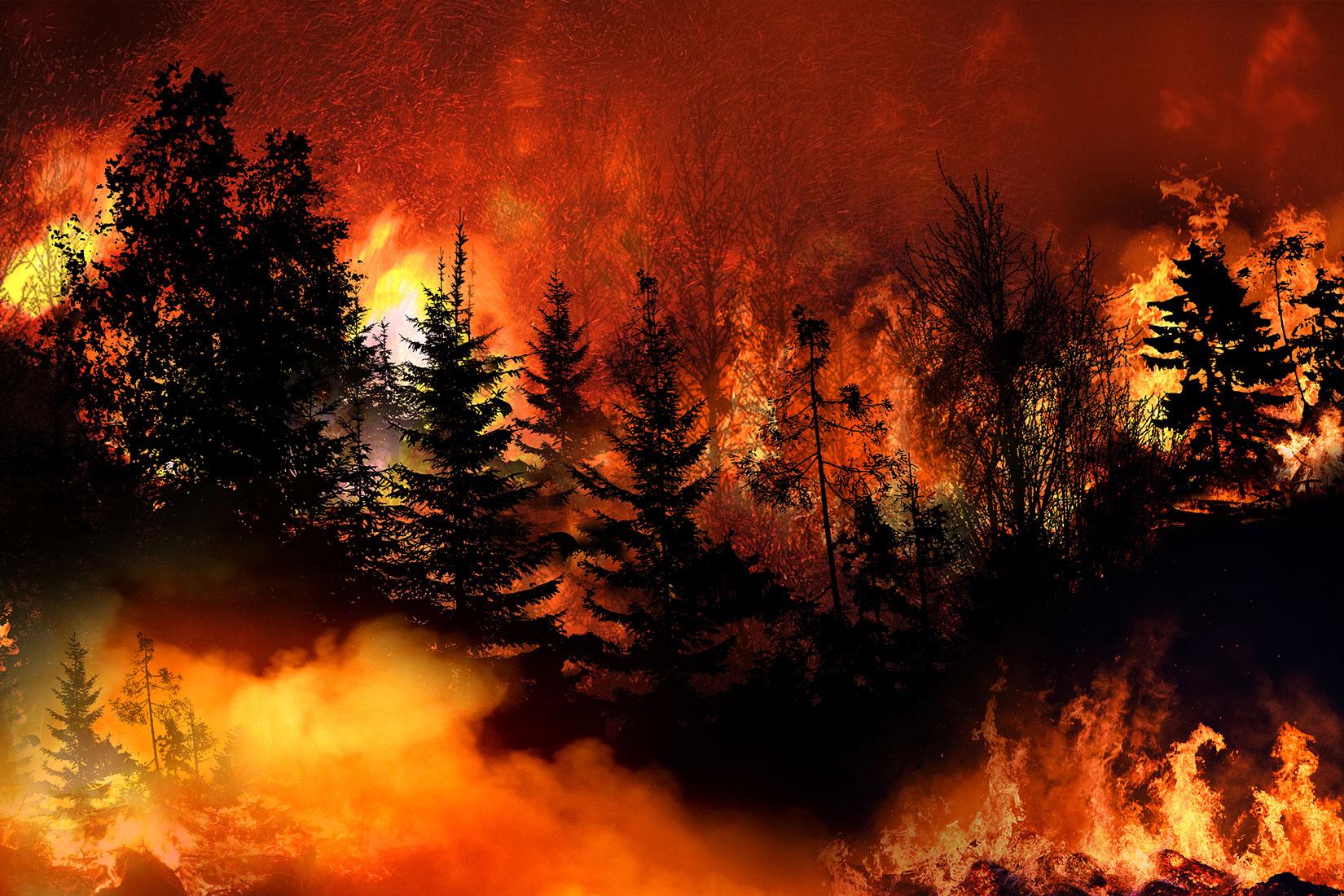 Impact of Wildfires on biodiversity and Ecosystems in South America