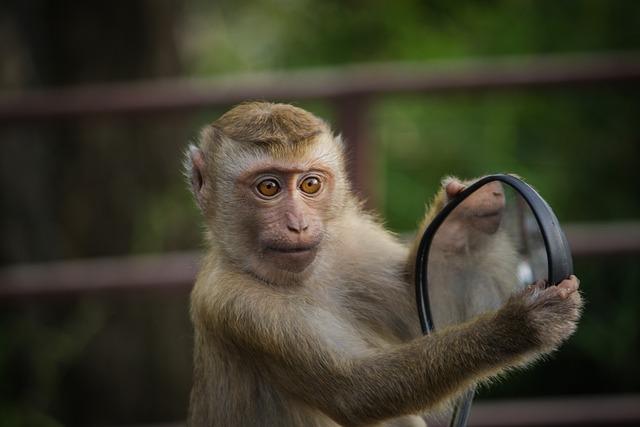 Health Concerns: The Monkey- Human Interface