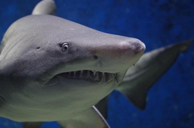Analysis of Shark Behavior and Environmental Factors in Resort Areas